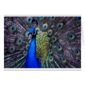 Peacock Close Up (Front Horizontal)