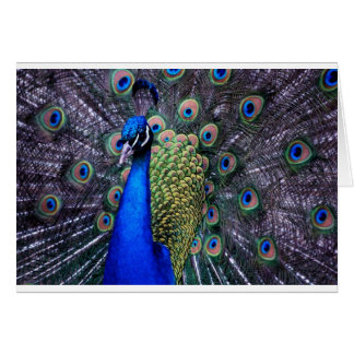 Peacock Close Up Cards