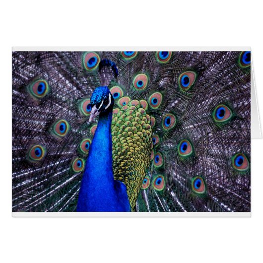 Peacock Close Up Cards (Front Horizontal)