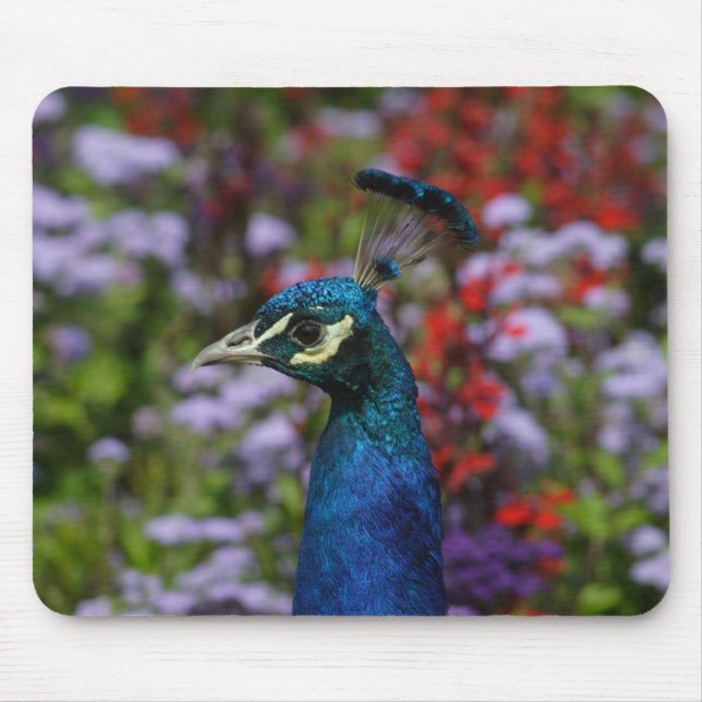 Peacock Close-Up Mouse Pad (Front)