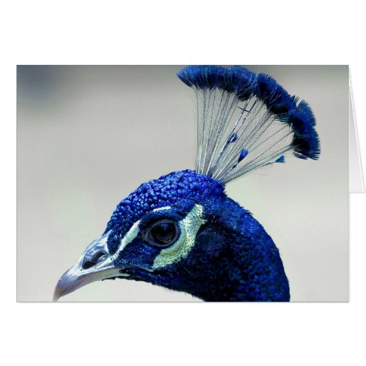 Peacock Closeup Cards (Front Horizontal)