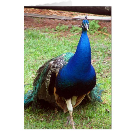 Peacock Closeup Cards (Front)