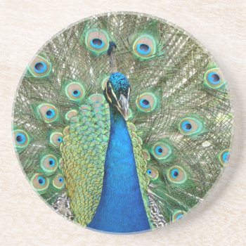 Peacock Coaster by stopnbuy at Zazzle
