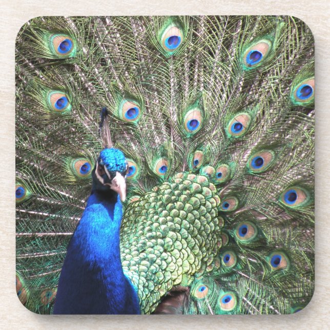 Peacock coaster (Front)