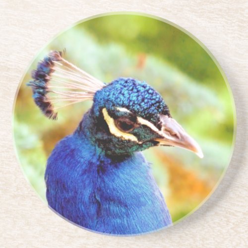 PEACOCK   COASTER