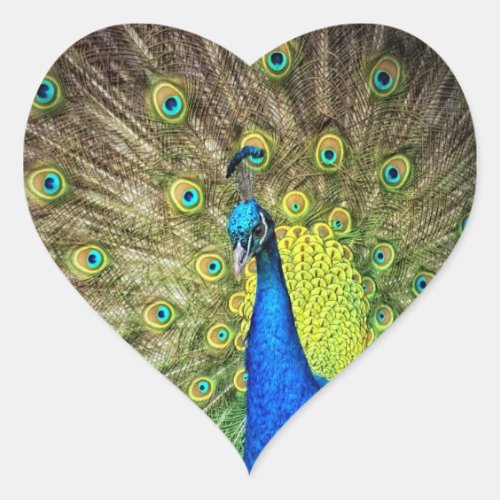 Peacock Color Beauty Heart Sticker