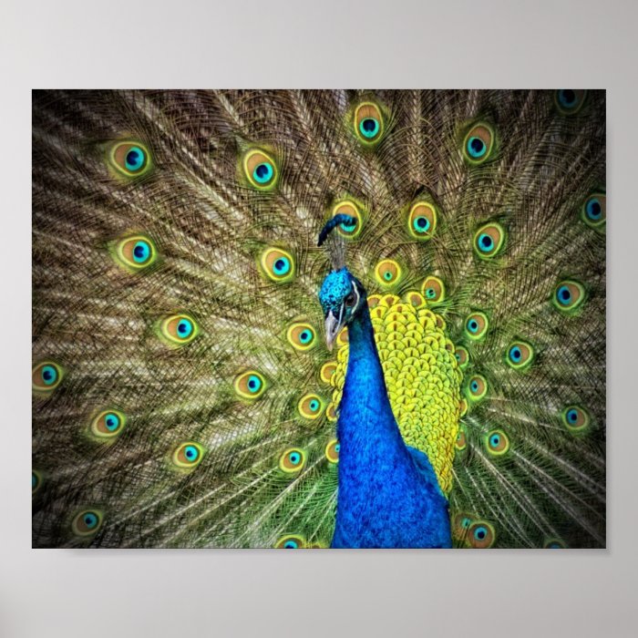 Peacock Color Beauty Print