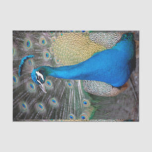 Peacock Colorful Close-up Tissue Paper