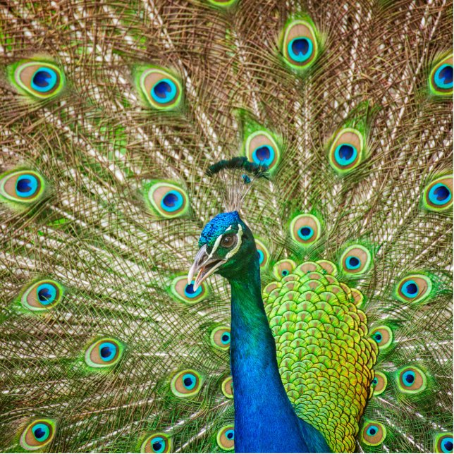 Peacock Cutout (Front)