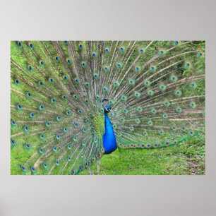Peacock demonstrating his tail poster