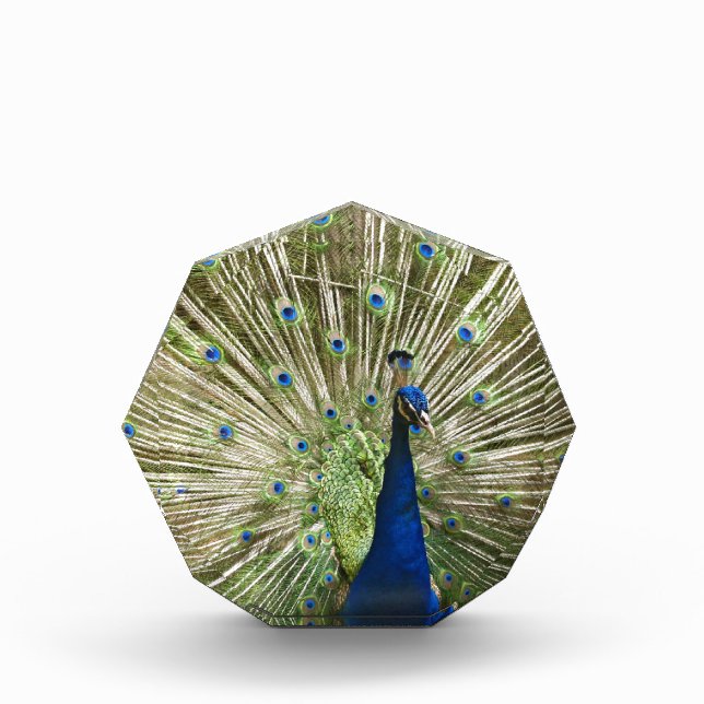 Peacock Display Award (Front)