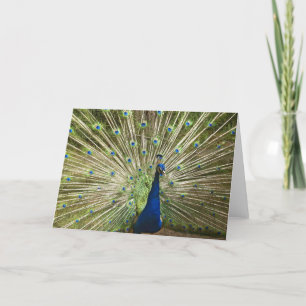 Peacock Display Card
