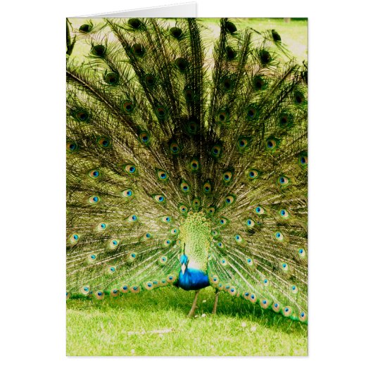 Peacock Display Colors Cards (Front)