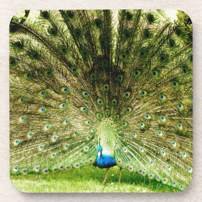 Peacock Display Colors Coaster (Front)