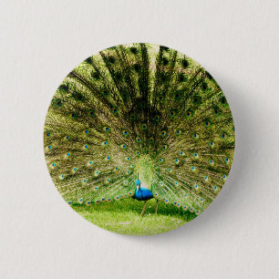 Peacock Display Colors Pinback Button
