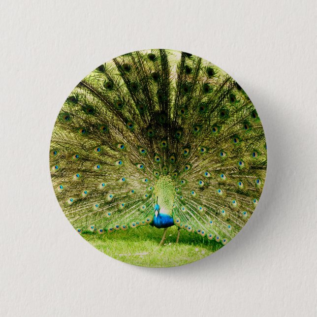 Peacock Display Colors Pinback Button (Front)