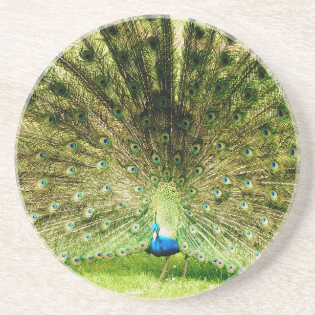 Peacock Display Colours Drink Coaster (Front)