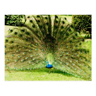Peacock Display Colours Postcard