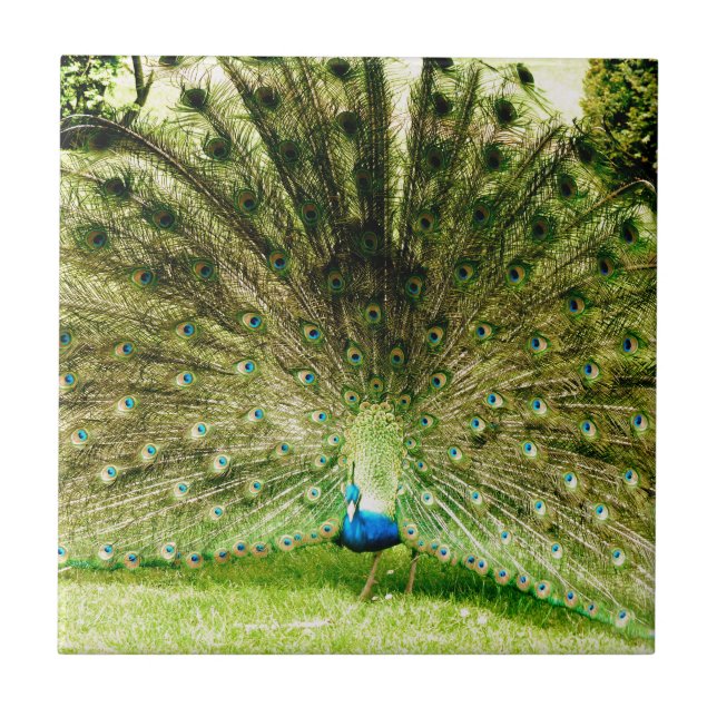 Peacock Display Colours Tile (Front)