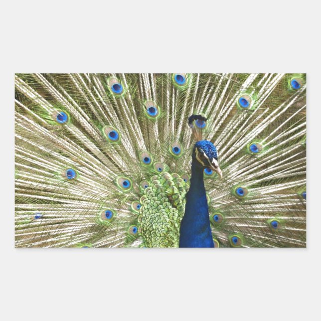Peacock Display Rectangular Sticker (Front)