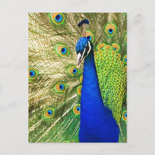 Peacock displaying its colorful plumage postcard