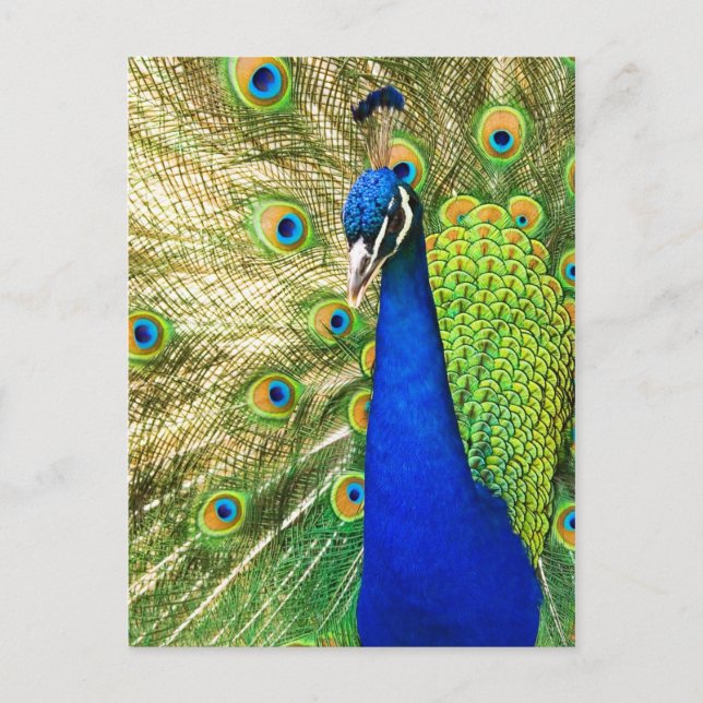 Peacock displaying its colorful plumage postcard (Front)