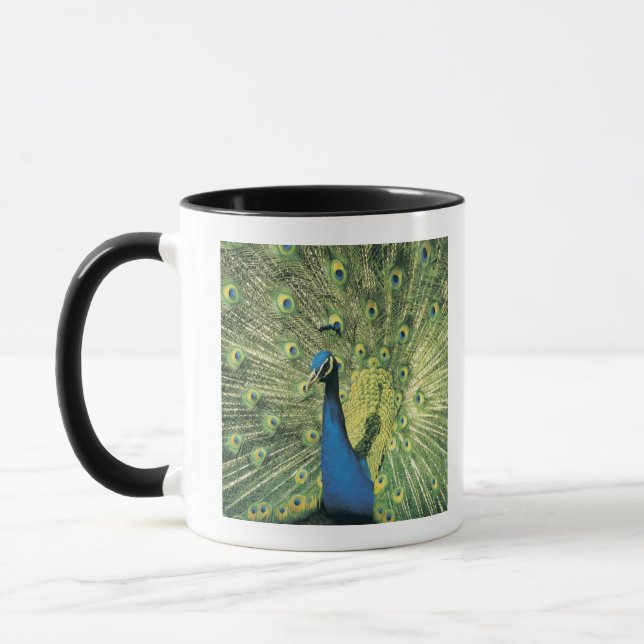 Peacock displaying mug (Left)