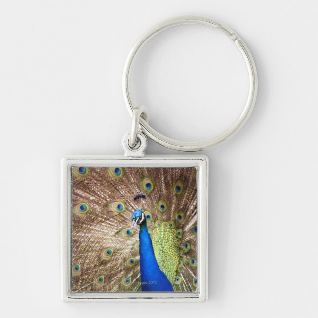 Peacock displaying plumage keychain (Front)