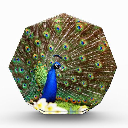 Peacock displays award