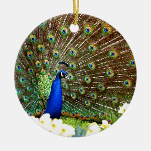 Peacock displays ceramic ornament