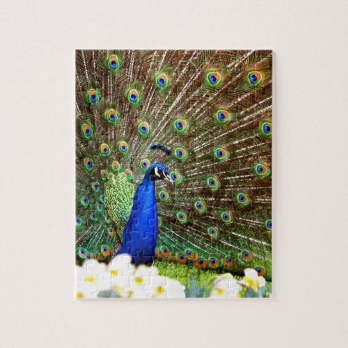 Peacock displays jigsaw puzzle