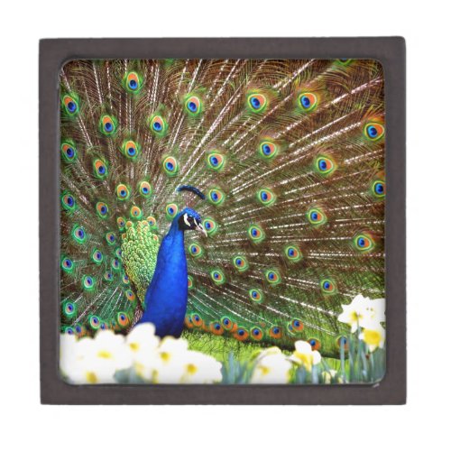 Peacock displays keepsake box