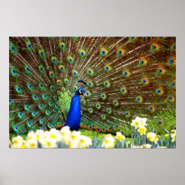 Peacock displays poster