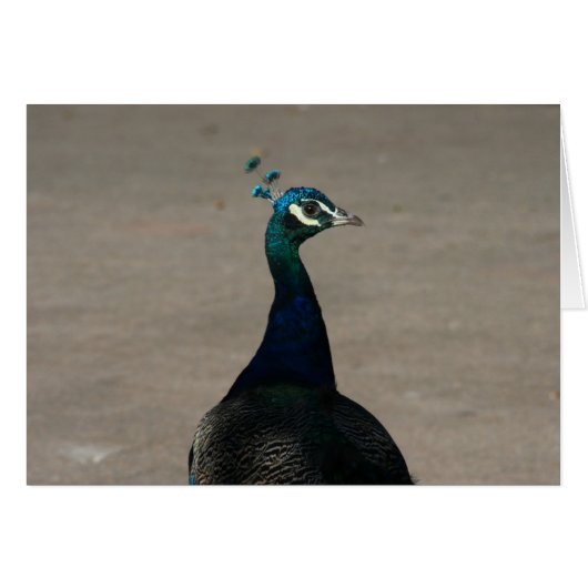 peacock face cards (Front Horizontal)