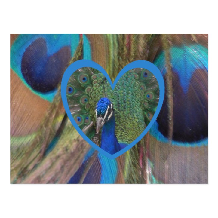 Peacock Face in Heart DIY Postcard