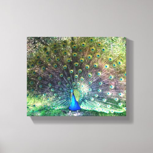 Peacock fanfair canvas print