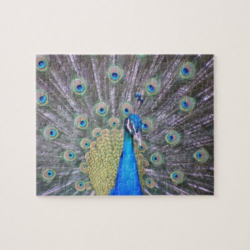 Peacock Fashion Puzzle