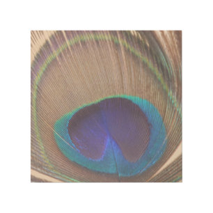 Peacock Feather 12" x 12" Gallery Wrap