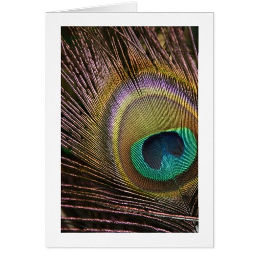 Peacock Feather Blank Card (Front)