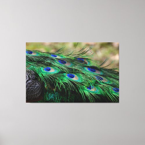Peacock Feather Canvas Print