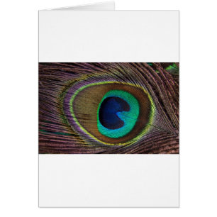 peacock feather cards