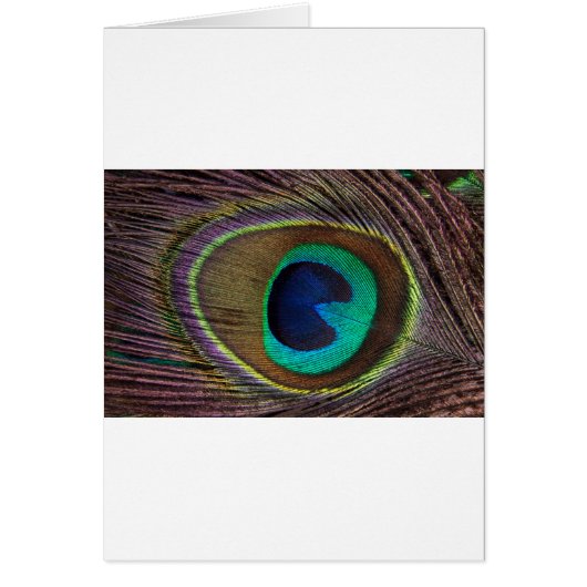 peacock feather cards (Front)