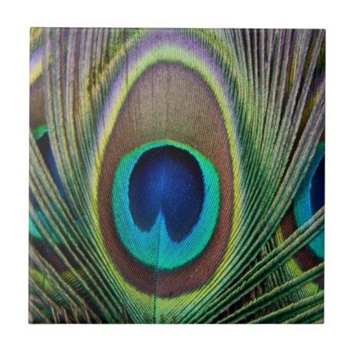 Peacock feather ceramic tile | Zazzle