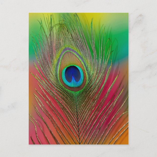 Peacock feather close-up postcard (Front)