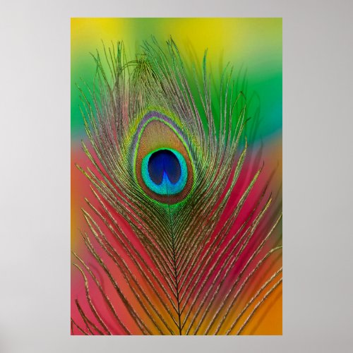 Peacock feather close_up poster
