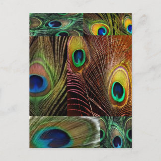 peacock feather collage postcard
