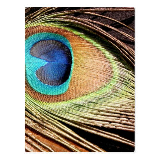 Peacock Design Cards | Zazzle