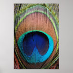 Peacock Feather Detail Art Poster