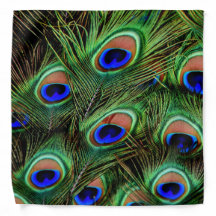 Peacock Feather Display