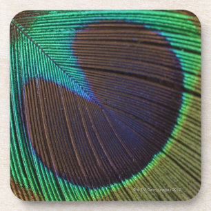 Peacock feather drink coaster